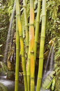 Bambusová stébla (nejlevnější stavební materiál v tropech) někdy dorůstají do značné šířky i výšky.