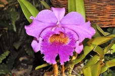 Hybridy rodu Cattleya jsou orchidejovou „klasikou“. Pěstování není těžké a na osluněném okně se dočká úspěchu téměř každý.