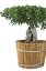 Ficus microcarpa je jedním z mnoha fíkusů, které se pěstují jako bonsaje, a je oblíbeným především pro robustní stavbu a výrazný tvar.