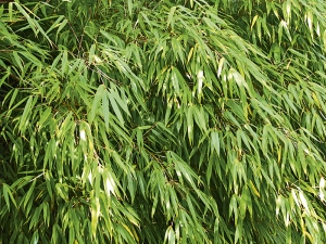 Fargesia rufa jako jeden z mála trsnatých bambusů snese i sluníčko.