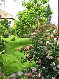 Vila Růže musí být jak jinak než obklopená růžemi – stromkovými, keřovými a pnoucími.