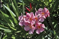 Oleandr (Nerium) patří k nejoblíbenějším přenosným rostlinám na terasy. Je ovšem prudce jedovatý!