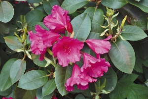 Rododendrony jsou na jaře nejnápadnější ozdobou zahrady.