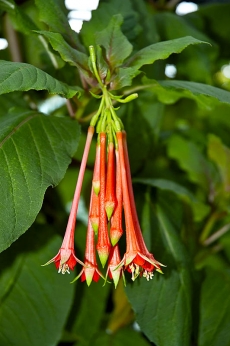 Květy původního druhu Fuchsia fulgens naopak patří k těm největším a nejkrásnějším.