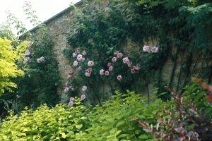 Plnokvětá popínavá růže se dokonale odráží od omšelé cihlové zdi. Podpoří ji žlutolistá meduňka (Melissa officinalis ’Aurea’) i akát (Robinia pseudoakacia ’Frisia’) a červenolistý dřišťál (Berberis thunbergii ’Atropurpurea’.