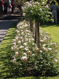 Krásně vypadá záhon stromkových růží, podsázených mnohokvětými růžemi stejné odrůdy. Mohou být ještě doplněny živým plůtkem ze zimostrázu (Buxus) nebo levandule.