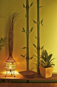 Bambus, typický symbol rychlého růstu a expanze se nejčastěji používá pro posílení sektoru prosperity.
