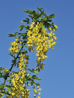 K nejkrásnějším jarním dřevinám patří zlatý déšť (Laburnum x watereri ´Vossii´).