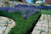 Detail uzlového záhonu - zimostráz (Buxus sempervirens) lemuje bylinkovou směs.
