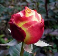 Vynikající vlastnosti má i tato velkokvětá růže ´Kordes' Jubilee´. Je velmi zdravá, výrazně voní a kvete po celou sezonu. Poupě je žluto-červené, po otevření má ale krásnou smetanověžlutou barvu. Dorůstá až 120 cm, jednotlivé květy jsou na rovných a pevných výhonech. Skvělá i do vázy, vydrží dlouho (až 10 dnů) a stále voní.
