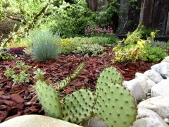 Opuntia phaeacantha je nejčastěji pěstovaným skalkovým kaktusem u nás. Vyrovná se s teplotou pod –20 °C, ale hlavně pravidelně kvete, a to i „nekaktusářům“.