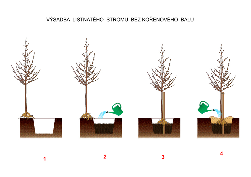 Jak hluboko zasadit brizu?