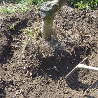 Kácení se urychlí odhrabáním zeminy kolem kmene a odsekáváním kořenů sekerou