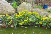 Blatouch bahenní (Caltha palustris) roste na podmáčených stanovištích od nížin až do hor. Dorůstá 30 až 50 cm, výjimečně až 1 m. Kvete žlutě od dubna do června, je mírně jedovatý. Dolní listy má řapíkaté, horní až přisedlé