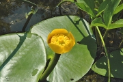 Stulík žlutý (Nuphar lutea) je vytrvalá vodní bylina s tlustým oddenkem plazícím se v bahně. Roste ve stojatých nebo mírně tekoucích vodách nižších poloh. Kvete v květnu až říjnu