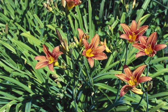 Denivka (Hemerocallis) je nezmarem venkovských zahrad. Pochází z Asie, kde je oblíbenou zeleninou, konzumují se zejména poupata, ale také rozvité květy a podzemní svazčité oddenky 