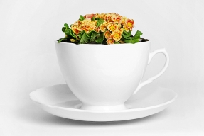 Květináč jako obří šálek (THORSTEN VAN ELTEN), k dostání v DOX BY QUBUS. Orientační cena 6 900 Kč