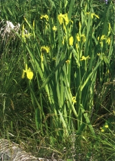 Žluté bahenní kosatce patří mezi rostliny, které vám pomohou kořenovou čističku výrazně zkrášlit.