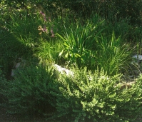 Kořenová čistička může být pro zahradu přínosná i esteticky.