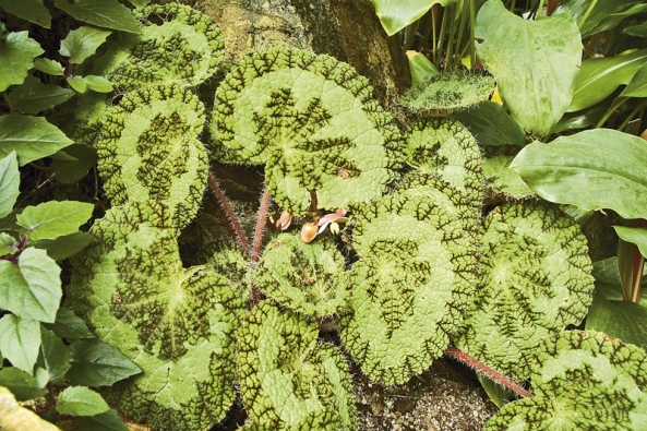 Begonia sizemoreae je nedávno popsaný druh z hor na vietnamsko-  -čínské hranici. Je to horká novinka, která se začíná šířit Evropou.