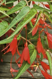 Begonia boliviensis je jedním z rodičů velkokvětých hlíznatých hybridů. Křehce vyhlížející planý druh má však neobyčejný půvab a skvěle vypadá například v závěsných nádobách. Je to květina spíše do přistíněného prostoru, na slunci se pálí. Před zimou zatahuje, hlízu uchováváme v chladu a suchu.