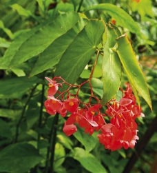 Begonia coralina je vzpřímený druh vysoký asi 120–150 cm. Nápadně a bohatě kvete, proto se hojně používá ke křížení. Potřebuje hodně světla a chladnější přezimování, velmi dobře roste na chodbách a verandách.