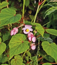 Jediný druh Begonia grandis vydrží v teplejších částech naší republiky růst trvale venku na zahradě, musí být ovšem mírná zima. Pochází ze severu Číny a snese mráz do –7 ˚C.