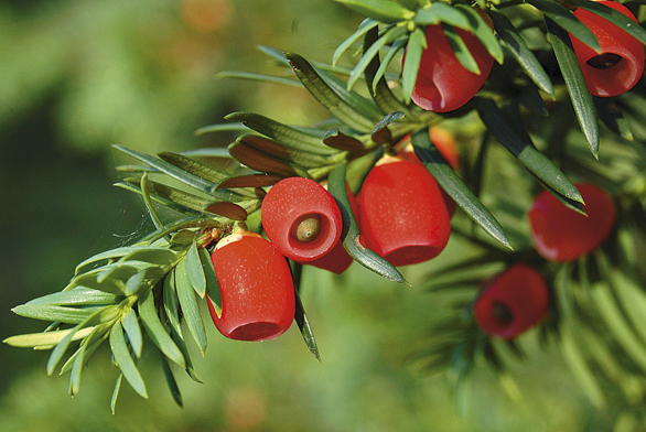 Svítivě červené míšky tisu (Taxus baccata) jsou sladké a dají se jíst, ale pozor! U citlivých osob mohou způsobit průjem nebo alergickou reakci. A semena tisů jsou smrtelně jedovatá – proto si raději zvolte něco jiného.