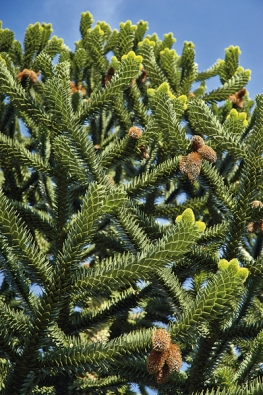 Semena chilské Araucaria araucana měla obrovský význam pro indiánský kmen Mapučů. Kvalitní dřevo mají všechny druhy a v minulosti byly celé populace nemilosrdně drancovány. Dnes se setkáte na jihu Evropy s Araucaria heterophylla nebo v Anglii a Holandsku s A. araucana jako s okrasnými dřevinami.