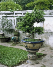 Některé častěji pěstované tropické druhy rodu Podocarpus se ve východní Asii tradičně tvarují jako bonsaje.