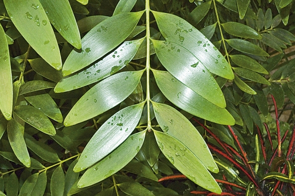 Jehlice tropického rodu Agathis vůbec jehličnan nepřipomínají – mohou být široké až několik centimetrů.