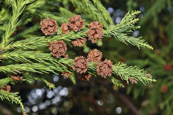 Cryptomeria japonica je oblíbeným japonským jehličnanem, který se u nás v teplejších oblastech pěstuje poměrně často. Má rezavou kůru, která hezky kontrastuje s tmavozeleným jehličím.