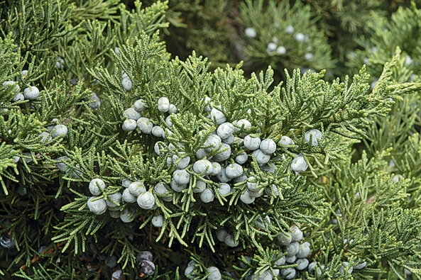 Snad nejčastěji pěstovaným jalovcem je keřovitý Juniperus virginiana nebo zcela přízemní Juniperus horizontalis, často používaný jako pokryvný keř místo trávníku.