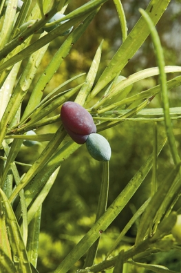 Samičí šištice rodu Podocarpus netvoří dřevnaté šišky, mají několik zdužnatělých semenných šupin s jediným semenem. Japonský druh Podocarpus macrophyllus bývá často pěstovaný v nádobách v interiérech.