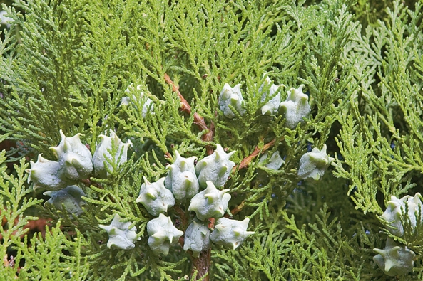 Bývalý druh Thuja orientalis – nyní správně Platycladus orientalis – je nejblíž příbuzná k rodu Microbiota. Šištice jsou nejprve dužnaté, ojíněné, později dřevnatějí. Právě dužnatost mladých šišek je dobrým rozlišovacím znakem oproti rovněž často pěstovaným tújím či cypřiškům.