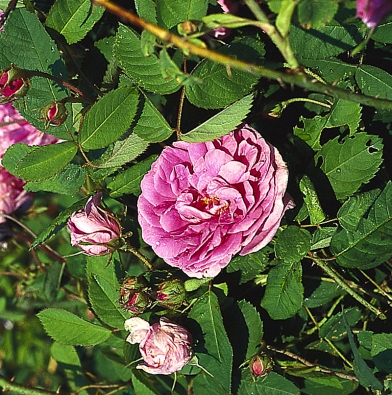 Osvědčenou půvabnou starou růží našich zahrad je odnožující růže stolistá (Rosa centifolia). Všechny odrůdy tohoto druhu růže kvetou pouze jednou za rok.