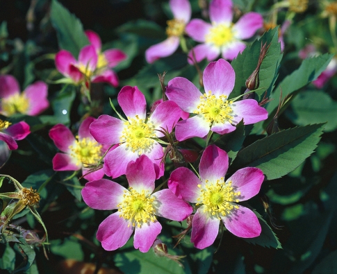 Pro zvláštní divoký vzhled je do zahrad vysazována růže sivá (Rosa glauca) s krásnými šípky. Kvete pouze v červnu. Do zahrady vnáší atmosféru planých růží i zvláštní eleganci tvarem a barvou listu (jsou červenavé a sivé). Výška asi 2 metry. Květy vyrůstají v bohatých řídkých květenstvích. Je prošlechtěna do několika odrůd lišících se barvou květu, listu a tvarem šípku. Odnožuje. Původní druh roste planě v horách Evropy.