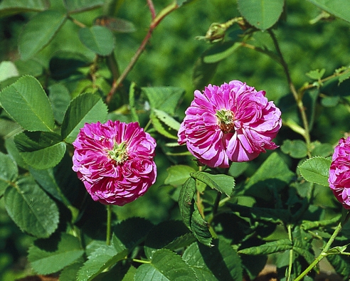 Některé staré odrůdy stolístek mají uprostřed květu ztloustlou čnělku v podobě zeleného knoflíčku, lidově se jim říká knoflíčkové růže.