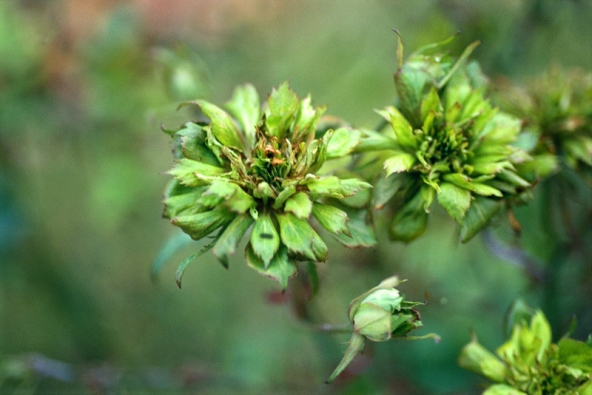 Rosa chinensis ’Viridiflora‘ z roku 1845 patří do skupiny bengálských neboli čínských růží, které se do Evropy dostaly před rokem 1800. Má zelené květy. Kvete opakovaně.