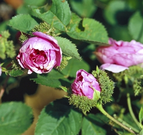 Odrůda ’Chapeau de Napoleon‘ je předchůdcem mechovek, které se v zahradách začaly šířit od roku 1827. Je mutací růže stolisté (Rosa centifolia, syn. R. c. var. cristata).