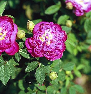Krásný koberec drobných plnokvětých růžových květů v bordó barvě vytvoří nízká odrůda růže galské (Rosa galica ’Minima‘), lidově burgundské růžičky. Silně odnožuje i v těžších půdách. Dobře snese úpal i polostín. Kvete pouze jednou za rok.