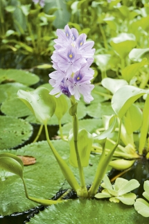 Vodní hyacint je pro nás krásnou ozdobnou rostlinou, v tropech však bývá úporným vodním plevelem.