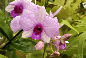 Orchidej, královská ozdoba bytu