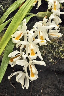 Podobné požadavky jako Dendrobium nobile má i himálajská orchidej Coelogyne cristata. Přezimuje v chladnu s minimem vláhy a její květy se objevují během března. Pro jejich barevnou kombinaci a krátkou trvanlivost se jim říkávalo „vajíčko na měkko“.