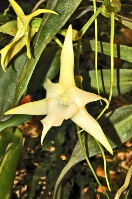 Angraecum sesquipedale, nazývané Madagaskarská hvězda, patří k nejkrásnějším orchidejím světa. Zásluhu na tom má nejen velikost květu, jehož ostruha dosahuje délky až 30 cm, ale i jeho smetanová barva a voskovitá pevnost.