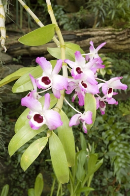 Dendrobium nobile není obtížné na pěstování, ale je nutné s citem postupně omezit podzimní zálivku a snížit teplotu. Na jaře zase teplotu i zálivku zvýšíme, zároveň se dočkáme i pestrých pěkných květů.