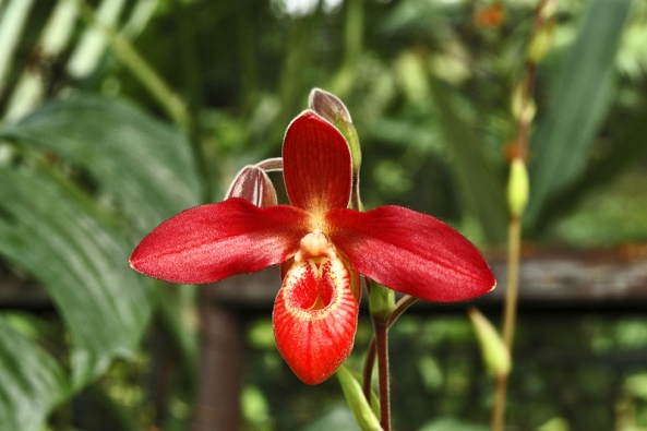 Původní botanický druh Phragmipedium besseae pochází z východních svahů And na území Kolumbie, Ekvádoru a Peru. Je podivuhodné, že tak nádherná a nápadně barevná orchidej byla vědecky popsána teprve roku 1981. O to rychleji se však rozšířila do kultury a dnes je běžně k dostání díky množení laboratorními metodami.
