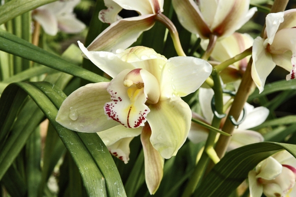 Hybridy rodu Cymbidium jsou oblíbenou květinou i k řezu, ve váze vydrží bez potíží dva týdny. Pěkné jsou miniaturní kultivary, které se pěstují jako hrnkové orchideje.