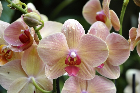 Kultivary rodu Phalaenopsis se mohou chlubit dokonale tvarovanými pevnými květy v široké škále barev. Hitem jsou odstíny  žluté, meruňkové nebo zajímavě skvrnité.