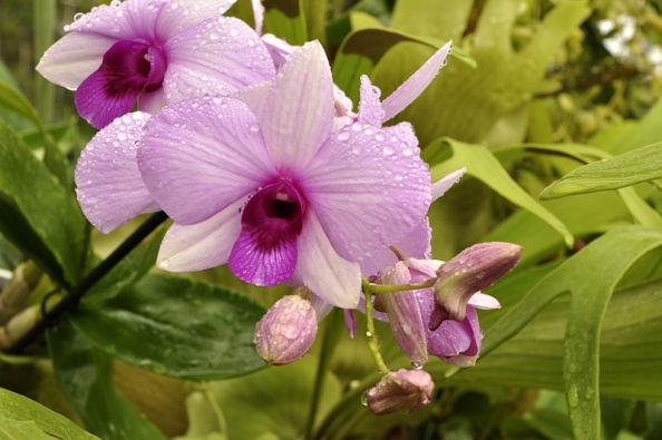 Orchidej Dendrobium biggibum je jako stvořená pro pěstitele začátečníky. Pokud má dost slunce, teplotu nad bodem mrazu a nestojí ve vodě, tak vydrží téměř jakoukoliv pěstitelskou nedbalost.